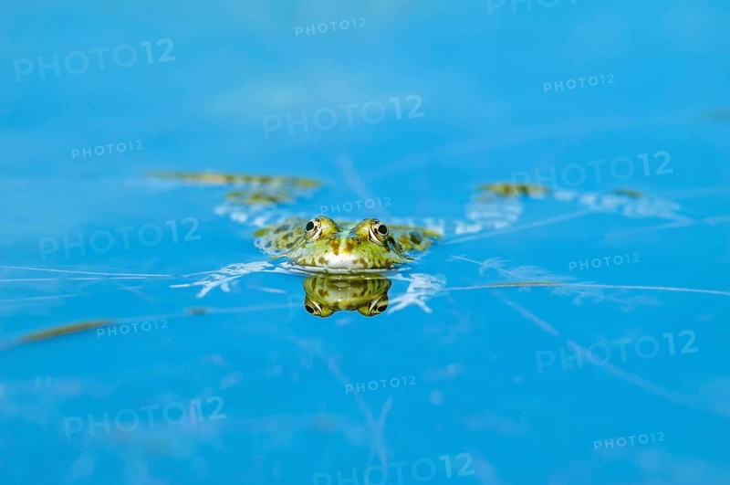 Marsh frog (Rana ridibunda) in a pond in spring. France