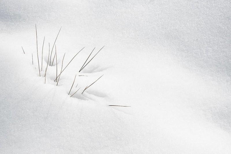 Winter plants blooming through the white fresh snow. Nature background textures