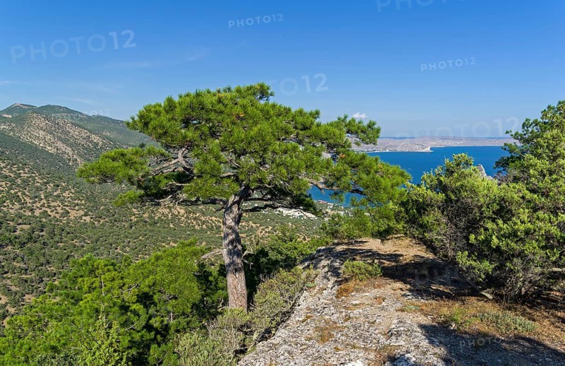 A large relict pine on top of the mountain. Sunny summer day. Novyy Svet, Crimea