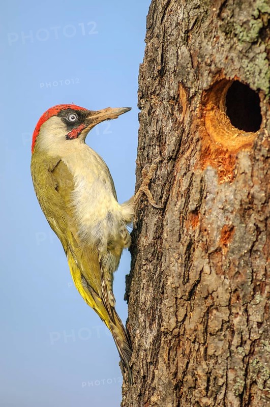 Green woodpecker (Picus viridis) male in breeding plumage on a tree trunk near its nest. Bas-Rhin, Collectivite europeenne d'Alsace, Grand Est, France, Europe