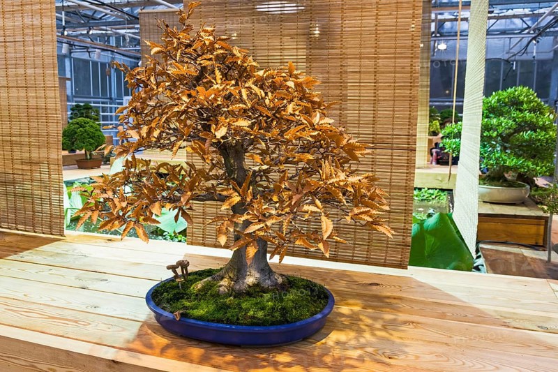 Bonsai, Japanese beech (Fagus crenata) . Age, about 50 years. Exhibition of Bonsai in Aptekarsky Ogorod (a branch of the Botanical Garden of Moscow State University), Moscow, Russia, November 2017, Europe