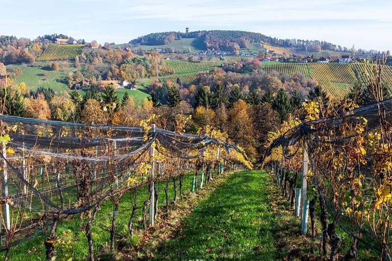 Autumn atmosphere, hilly landscape and vineyard with foliage colouring, behind Demmerkogel with lookout point, St. Andrä-Höch, Sausal, Styria, Austria, Europe