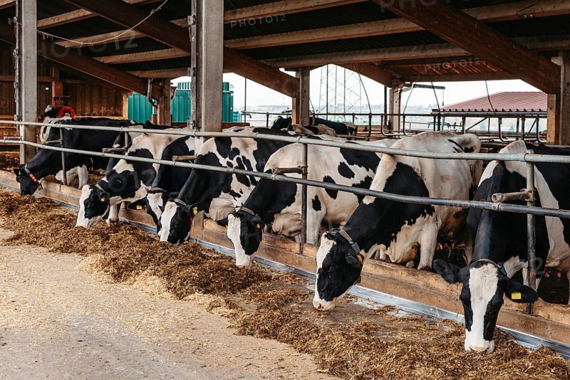 Calf cow in cage, caring on bio farm farming, feed hay grass silage pets, dairy cattle breeds, cowshed feeding. Fleckvieh breed, happy dairy cows of sustainable development. Suitable for both milk. Dairy cows feeding in a row. Cows eating in a modern barn. A cow in feeding shed being inquisitive