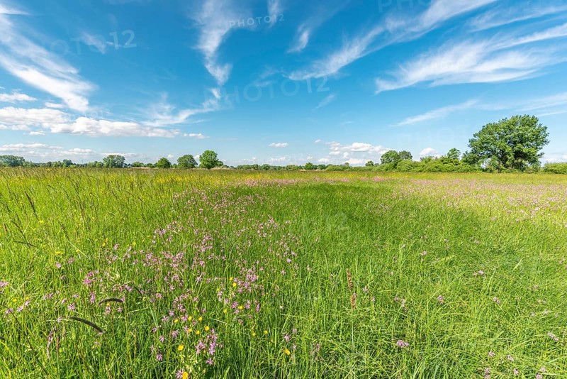 Natural meadow with pink spring flowers. Alsace, France, Europe