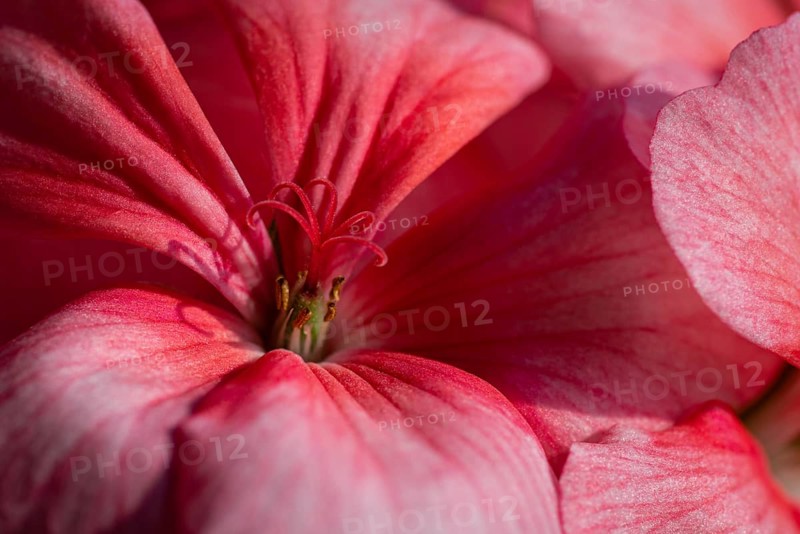 Pink color of flowers petals Pelargonium zonale Willd. Macro photography of beauty petals, causing pleasant feeling from viewing photos. Selective, soft focus of blooming plant