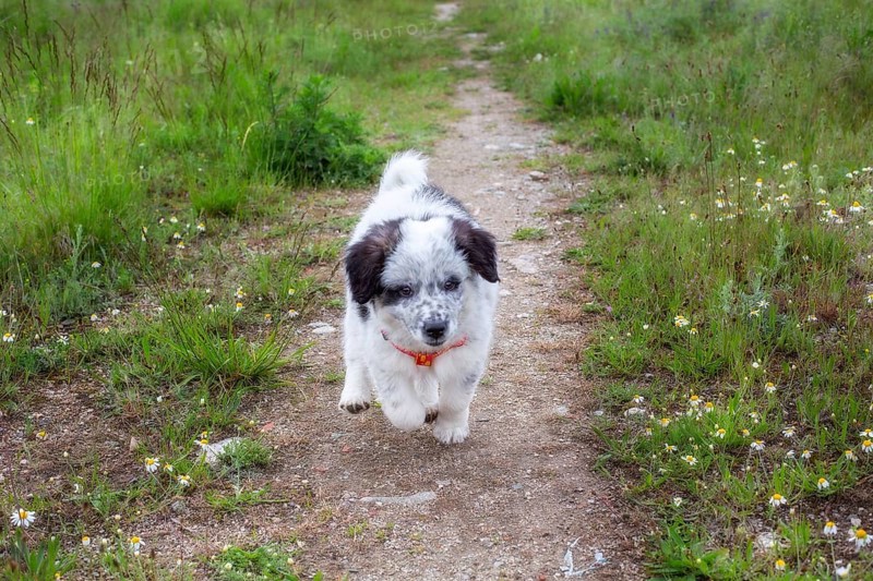 Cute white and black bulgarian shepherd dog puppy running