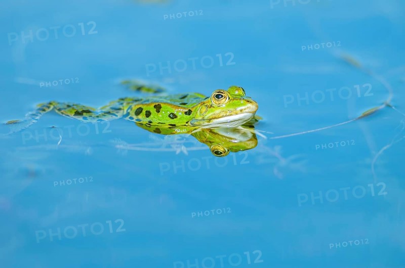 Marsh frog (Rana ridibunda) in a pond in spring. France
