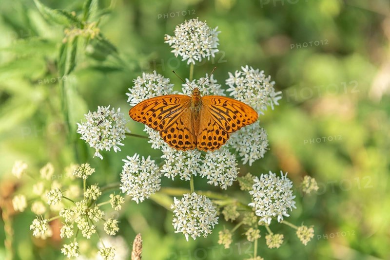Silver-washed fritillary butterfly (Argynnis paphia) on a flower. Alsace, France, Europe