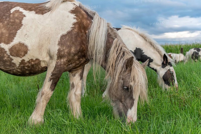 Irish cob horses in a pasture in spring. In the French countryside, horses go out into the meadows to graze on the fresh grass