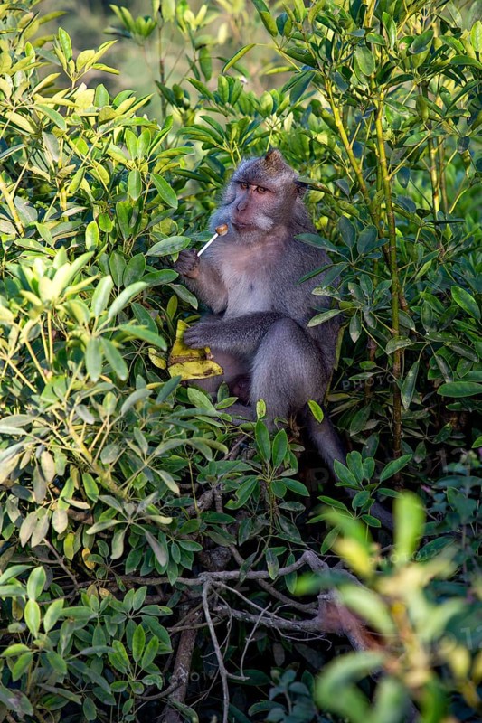 Funny animal photo with monkey sucking on lollipop very funny