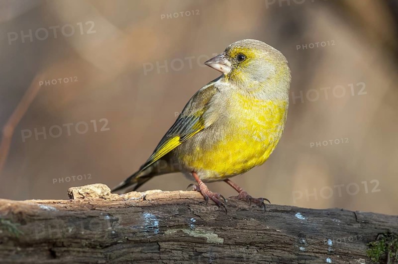 Greenfinch perched on a branch in the forest. (Chloris chloris) . France