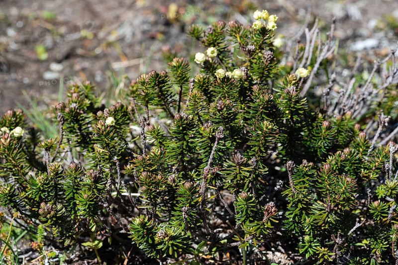 Wild flora of Kamchatka Peninsula, Siberian Juniper (Juniperus sibirica Burgsd), low small evergreen coniferous creeping densely branched shrub of family Cypress (Cupressaceae), of order Pineles