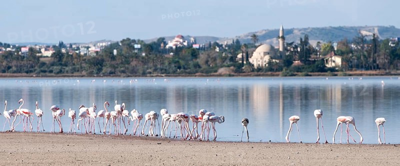 Group of Flamingo birds feeding at the edge of the Salt lake of Larnaca, Cyprus. At the back is the famous Hala Sultan tekke muslim mosque