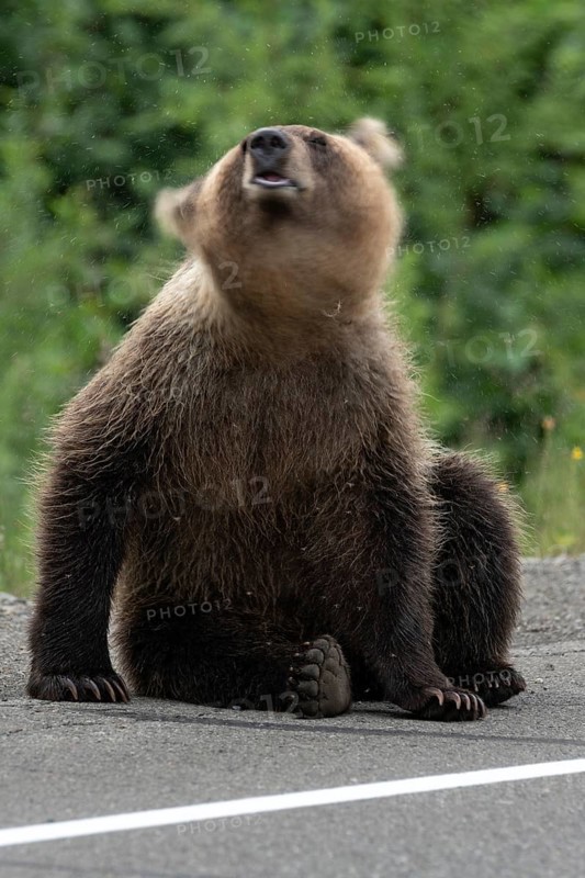 Young Kamchatka brown bear waving its head scaring mosquitoes, sits on side of asphalt road. Blur, wild animal in motion. Eurasia, Russian Far East, Kamchatka Peninsula