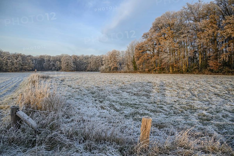 Frozen field with neighbouring forest, cool, wintry ambience, velen, North Rhine-Westphalia, germany