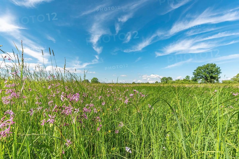Natural meadow with pink spring flowers. Alsace, France, Europe