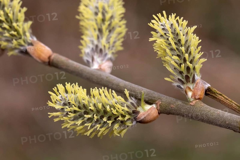 Female flowers of the willow (Salix viminalis), willow catkins. Willows are dioecious, i.e. the flowers of a plant are either all male or all female. Female catkin flowers of the basket willow (Salix viminalis, common osier) . Willows are dioecious, meaning that the catkins or aments on one plant are either all male or all female