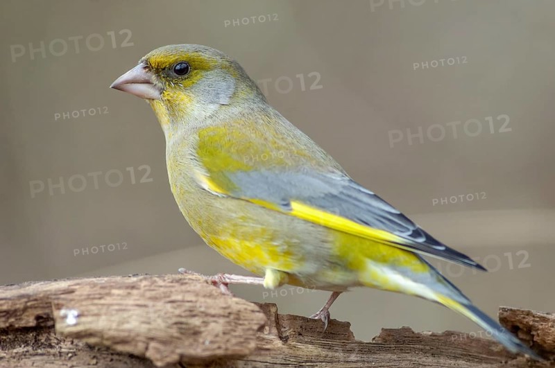 Greenfinch perched on a branch in the forest. (Chloris chloris) . France