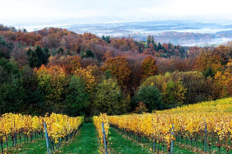 Morning atmosphere at the vineyard, fog drifts over wooded hills in the valley, St. Andrä-Höch, Sausal wine country, Styria, Austria, Europe