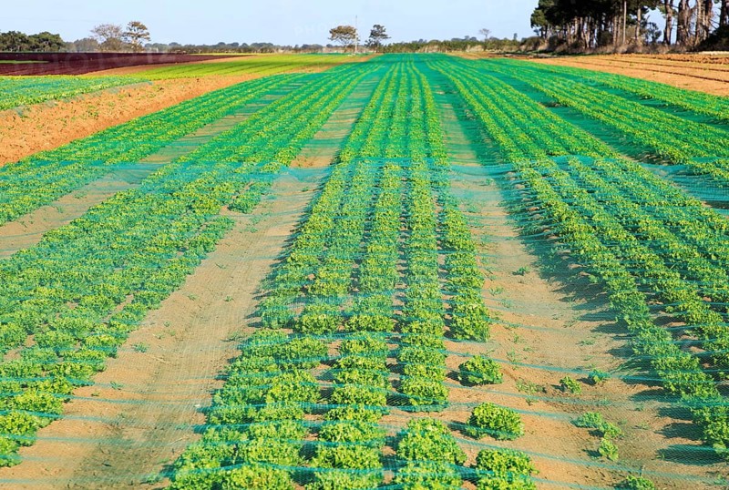 Lettuce crop growing in field, Buckanay Farm, Alderton, Suffolk, England, UK