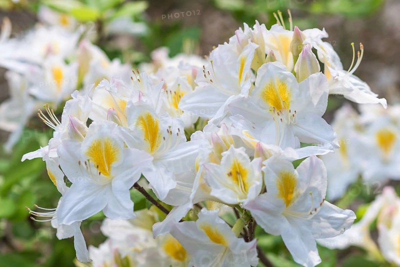 Blooming rhododendron in the botanical garden in spring