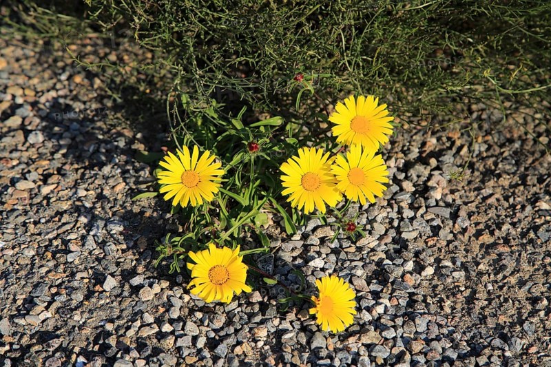 Yellow Sea Aster plant in flower, Asteriscus maritimus, Cabo de Gata natural park, Almeria, Spain, Europe