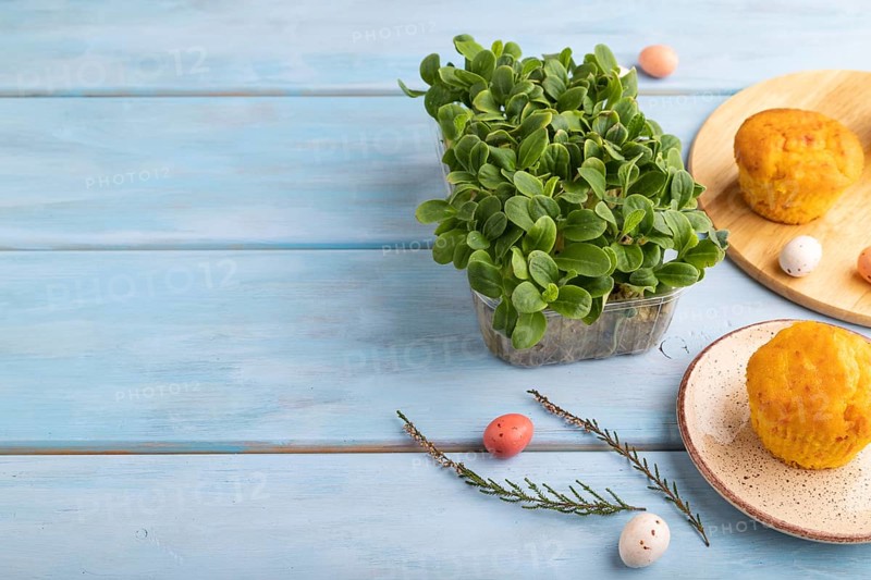 Homemade cakes with chocolate eggs and borage microgreen on a blue wooden background. side view, copy space