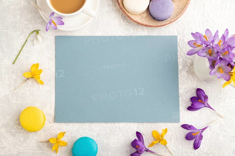 Blue paper sheet mockup with spring snowdrop crocus flowers and multicolored macaroons on gray concrete background. Blank, business card, top view, flat lay, copy space, still life. spring concept