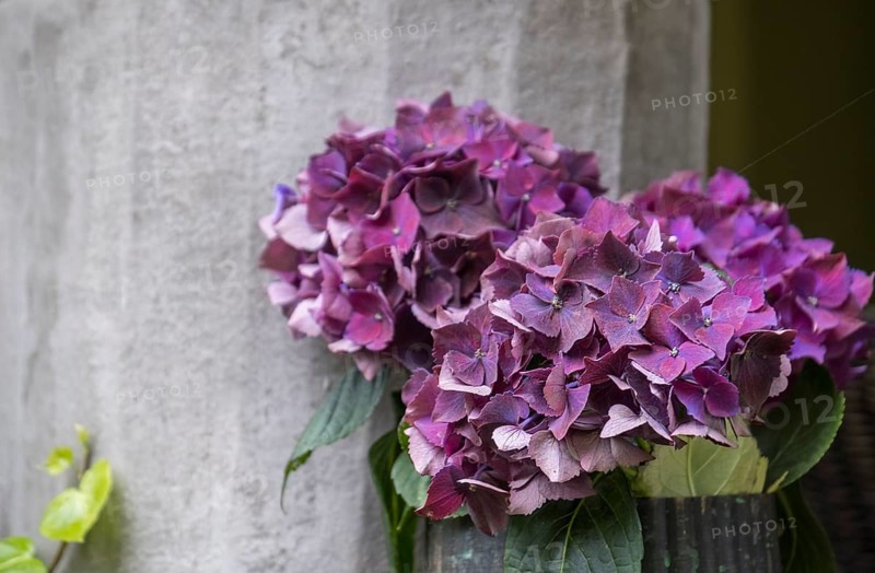 Vase with hydrangeas, North Rhine-Westphalia, Germany, Europe