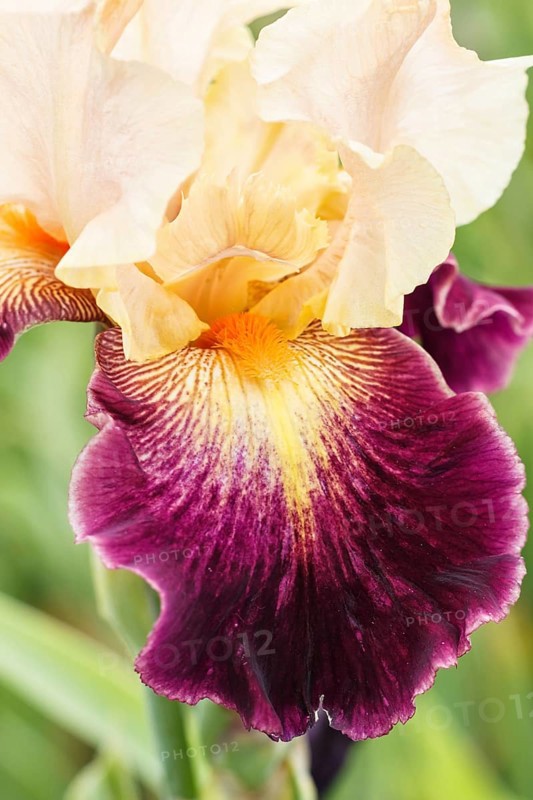 Beautiful multicolored iris flower bloom in the garden. Close up, fragility and summer concept