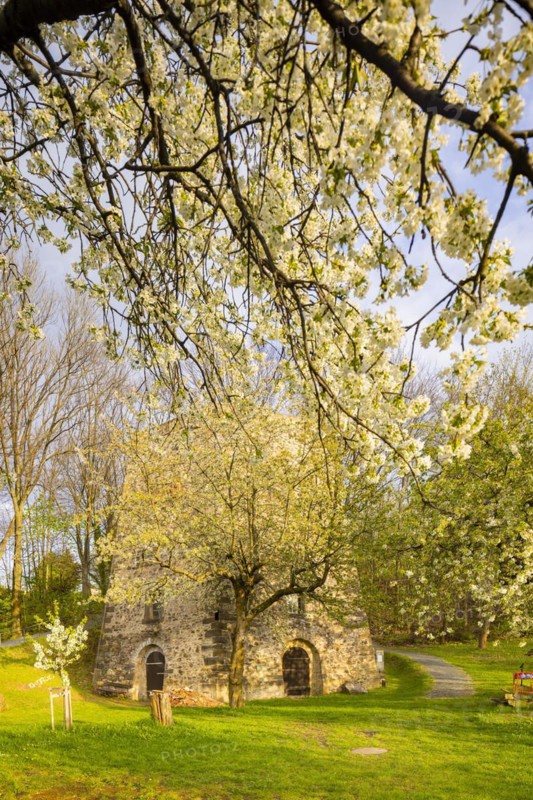 Fruit blossom near Maxen in the Eastern Ore Mountains at the historic lime kiln, Maxen, Saxony, Germany, Europe