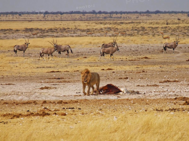 A lion has killed a zebra and is guarding the remains at a waterhole. Charitsaub Waterhole, Halali, Etosha National Park, Namibia, Africa