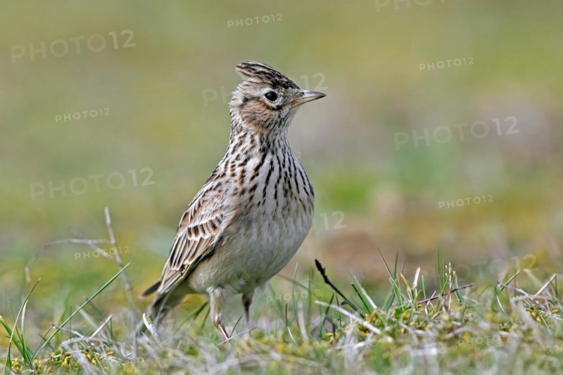 Eurasian skylark (Alauda arvensis) showing raised short blunt crest on the head while foraging on the ground