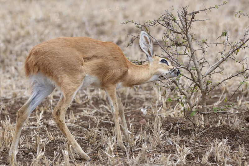 Steenbok (Raphicerus campestris), adult female feeding on leaves, foraging, Kruger National Park, South Africa, Africa