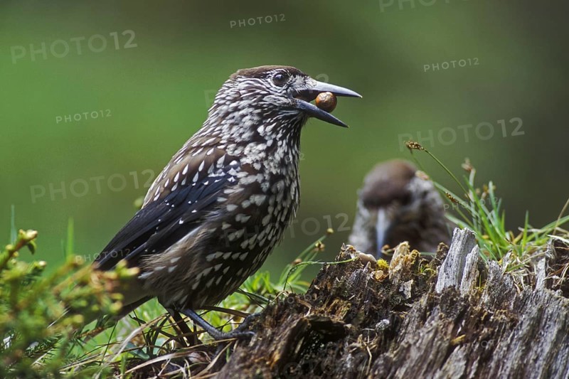 Spotted nutcracker, Eurasian nutcracker (Nucifraga caryocatactes) perched on tree stump with nut in beak in forest
