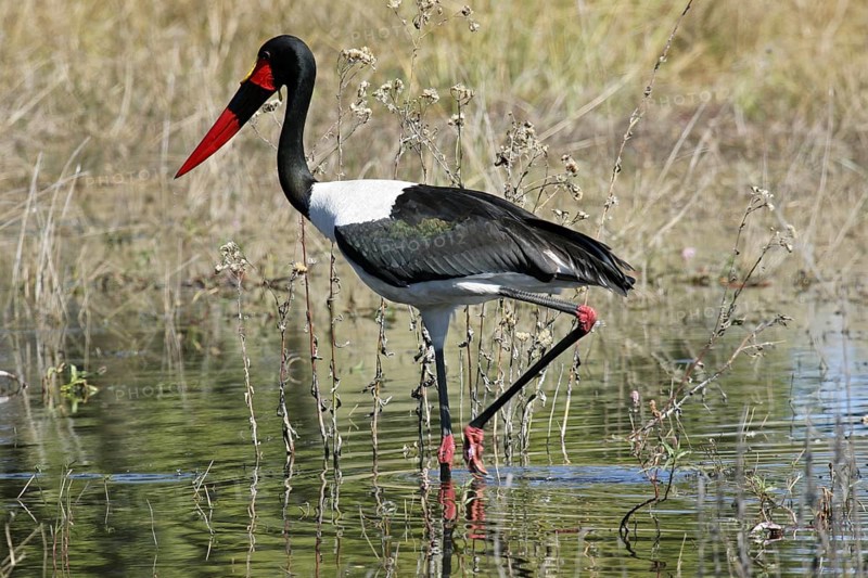 Saddle-billed Stork (Ephippiorhynchus senegalensis) wading in swamp, Moremi National Park, Botswana, Southern Africa, Africa