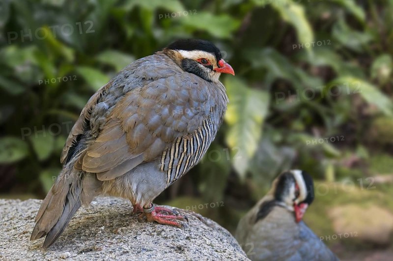 Arabian partridge (Alectoris melanocephala) couple, ground-dwelling bird native to the southern Arabian peninsula, Saudi Arabia, Yemen and Oman, Asia