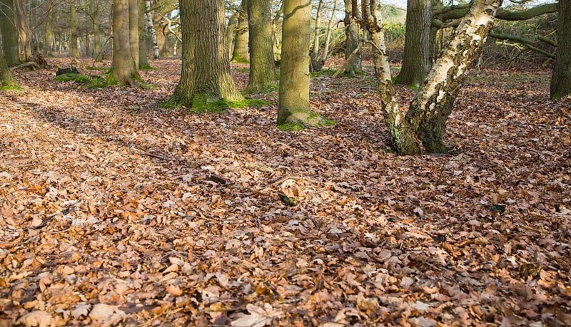 Fallen leaves forming layer of leaf litter on deciduous woodland floor in winter, Suffolk, England, United Kingdom, Europe