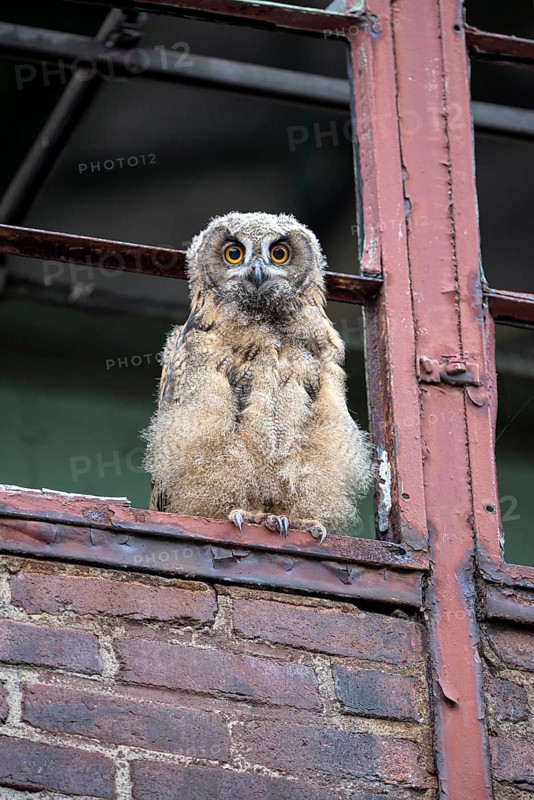 Eurasian eagle-owl (Bubo bubo), fledged young bird, in an old window frame, industrial building, Ewald colliery, Herten, Ruhr area, North Rhine-Westphalia, Germany, Europe