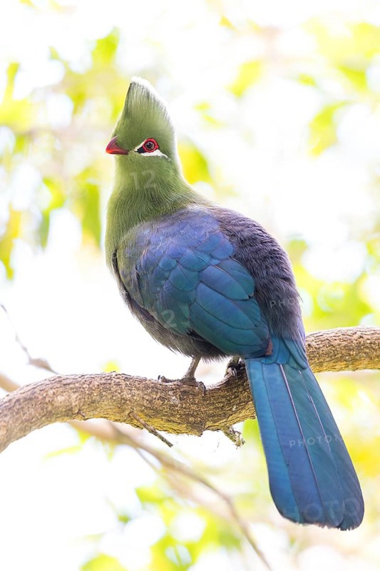 Helmturako, (Tauraco corythaix), Garden Route National Park, Wilderness Section, Wilderness, Western Cape, South Africa, Africa