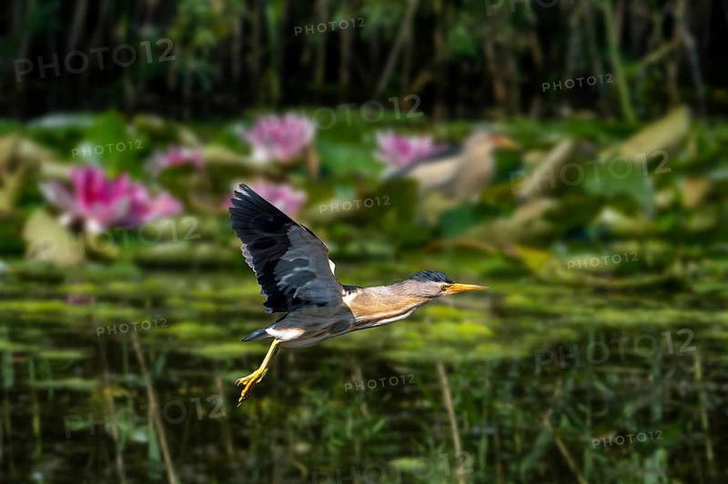 Common little bittern (Ixobrychus minutus, Ardea minuta) adult male flying past water lilies, waterliles in marshland in spring