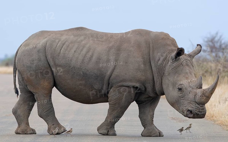 Southern white rhinoceros (Ceratotherium simum simum) surrounded by birds, adult male crossing the asphalt road, animal portrait, Kruger National Park, South Africa, Africa