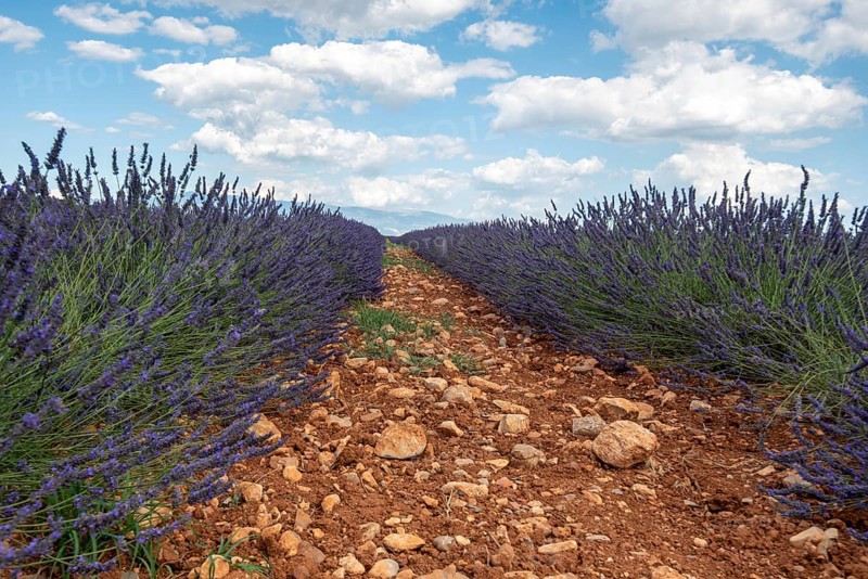 Flowering lavender field (Lavandula angustifolia), Plateau de Valensole, Département Alpes-de-Haute-Provence, Region Provence-Alpes-Côte d'Azur, France, Europe