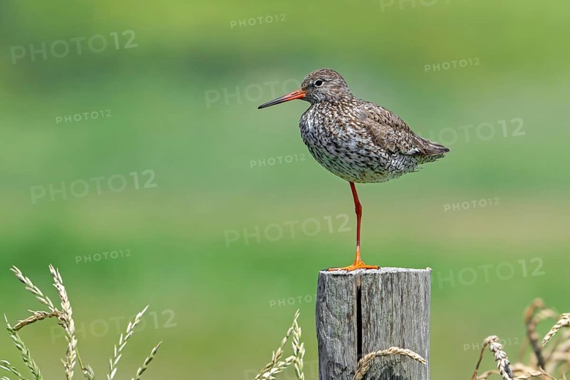 Common redshank (Tringa totanus) in breeding plumage perched on one leg on wooden fence pole along meadow in summer