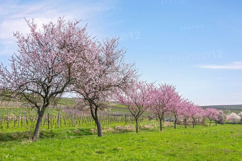 Almond tree (Prunus dulcis), Southern Palatinate, Palatinate, Rhineland-Palatinate, Germany, Europe
