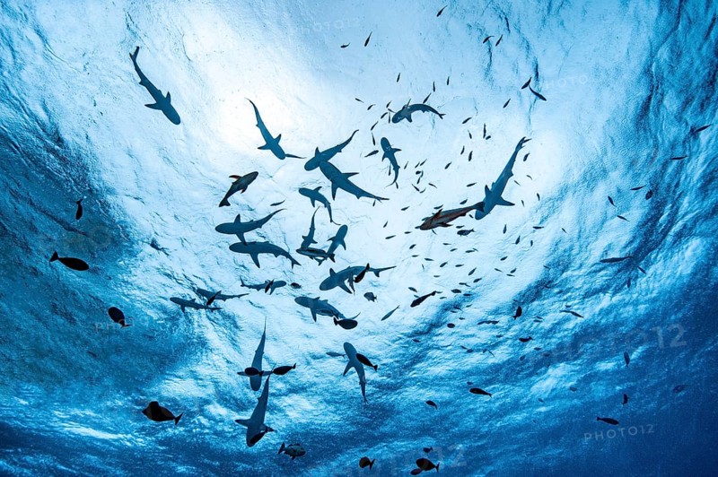 View of diver snorkeller from depth up to sea surface at water surface swimming pack swimming sharks reef sharks, Pacific Ocean