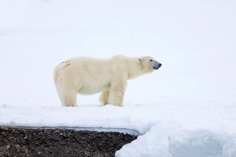 Solitary polar bear (Ursus maritimus), marked with painted number, hunting on snow plain along the Svalbard coast, Spitsbergen, Norway, Europe