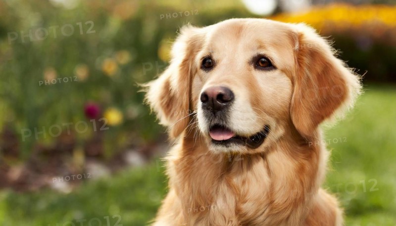 Pets, Dog, Golden Retriever, AI-generated, AI generated