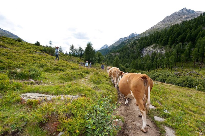 Hiking with cows on the Langgletscher in Valais, Bernese Alps, hiking trail, hike, Lötschental, cow, mountains, glacier, nature, outdoor, active holiday, hiking holiday, Switzerland, Europe