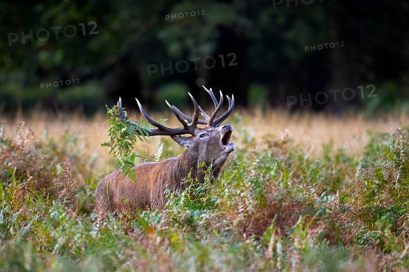 Red deer (Cervus elaphus) stag with antlers covered in ferns bellowing among bracken in woodland during the rut in autumn, fall